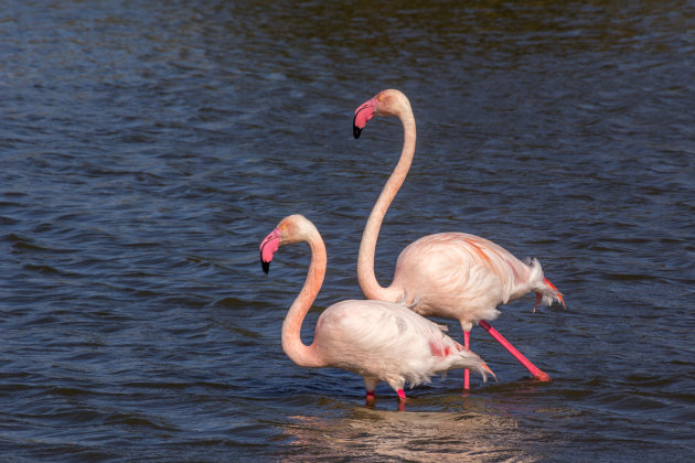 Aan de wandel in de Camargue