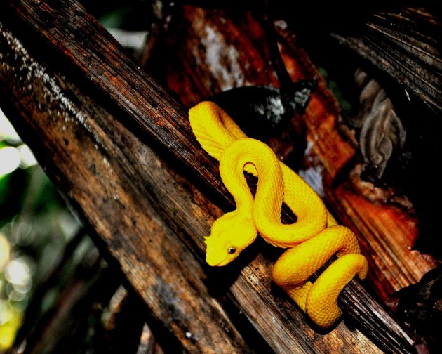 De dodelijkste slang van Costa Rica