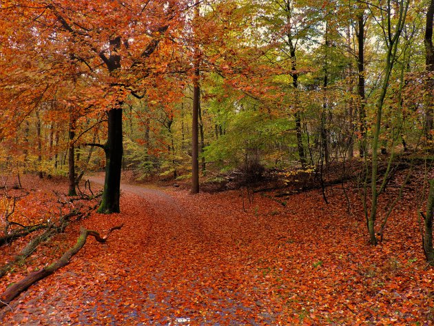 Herfst in de Hoge Veluwe