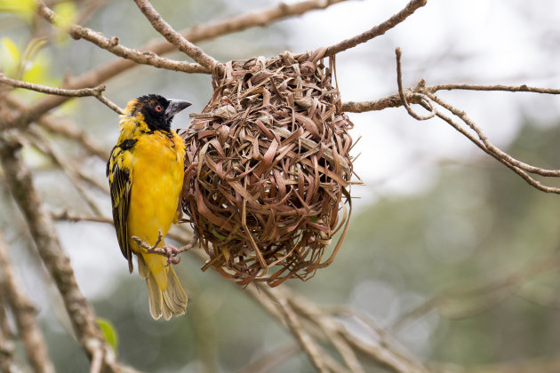 Wever met nest