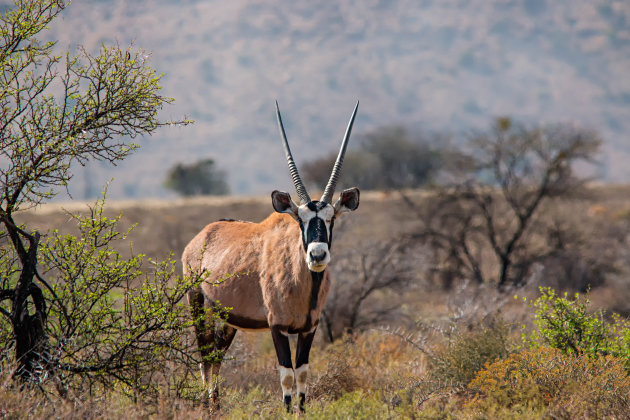 Gemsbok in Zebra Mountain Park