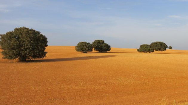 Bomen