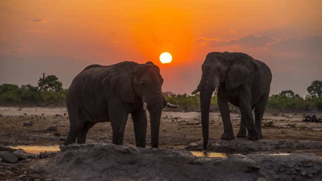 Elephants Sunset