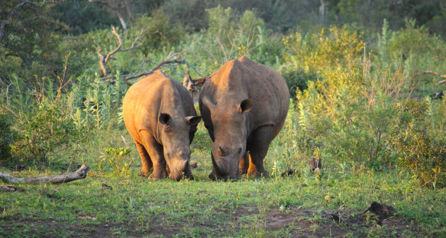 Samen grazen