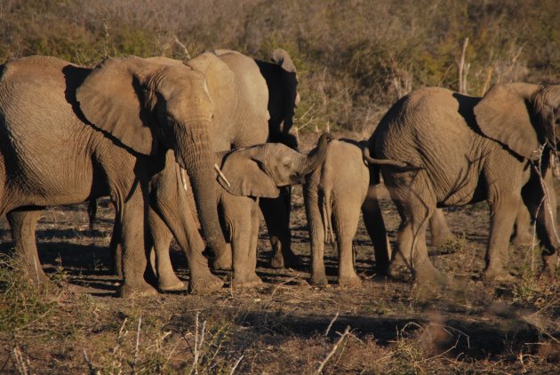 De familie olifant in Madikwe