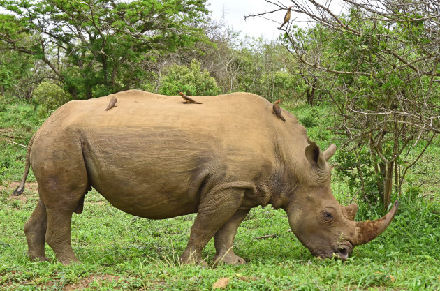 Rhino met gezelschap!