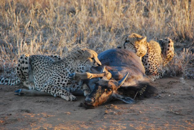 Avondmaal voor de cheeta-broers