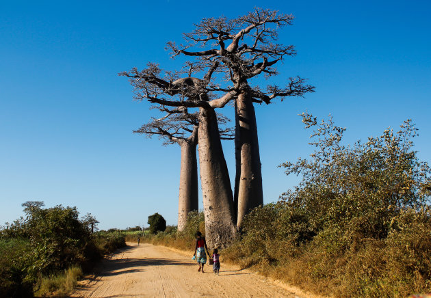 Baobabs