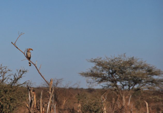 Yellow-billed hornbill op de Afrikaanse savanne