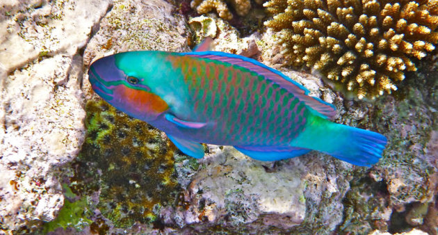 Een blue parrot fish