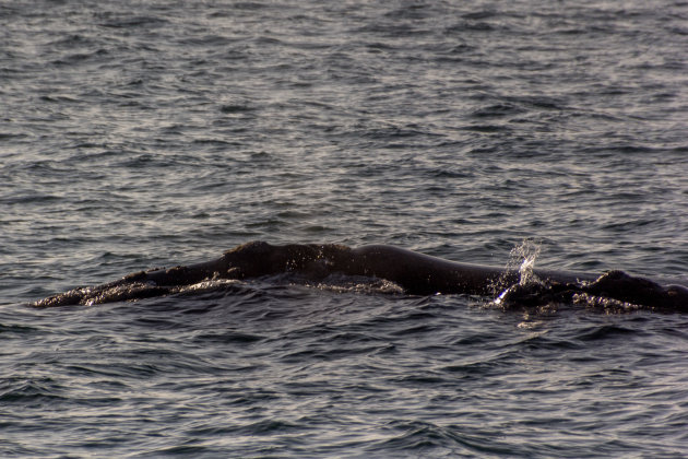 Walvissen bij Hermanus