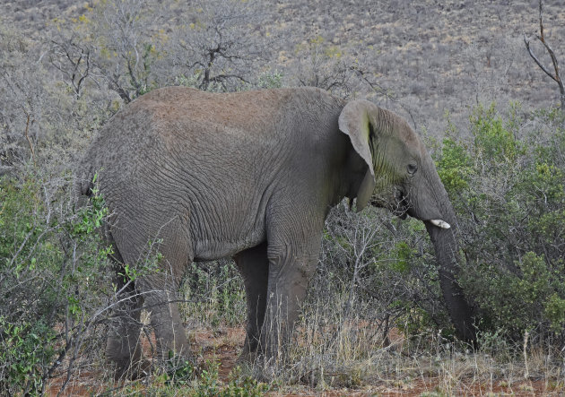 Groene Olifant!