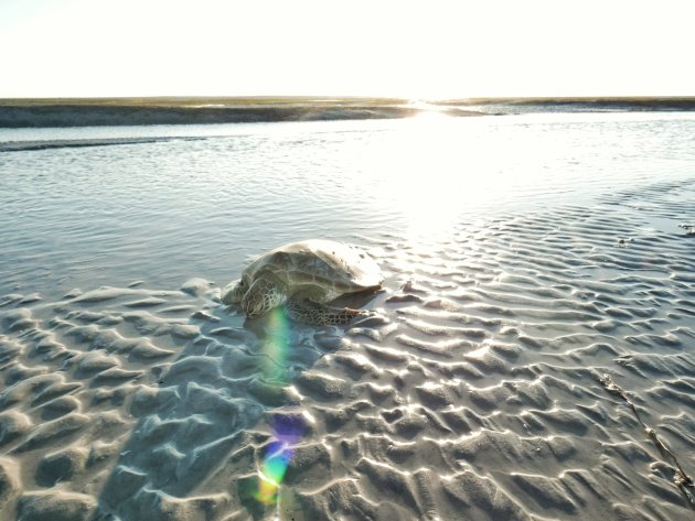 Turtles in Broome