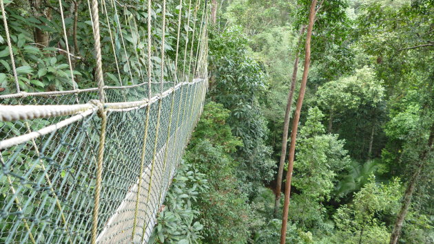 Canopy walk Taman Negara