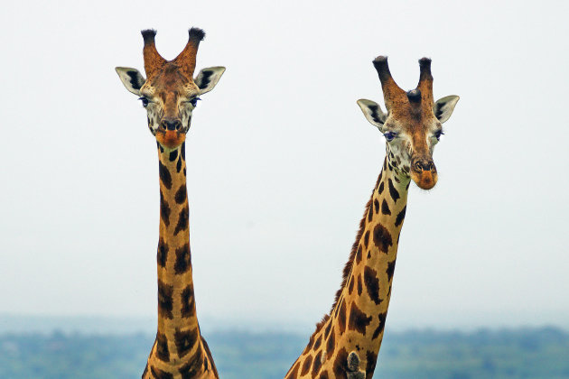 Zeldzame giraffes in Murchison Falls