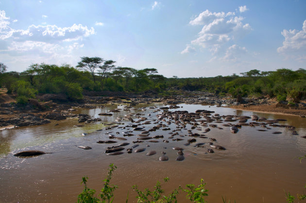 Hippo pool 