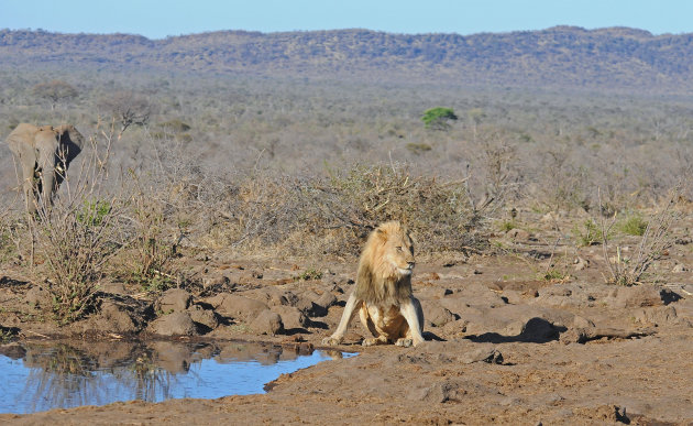 Leeuw versus Olifant!