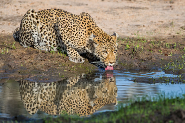 dorstig luipaard in Sabi Sands GR