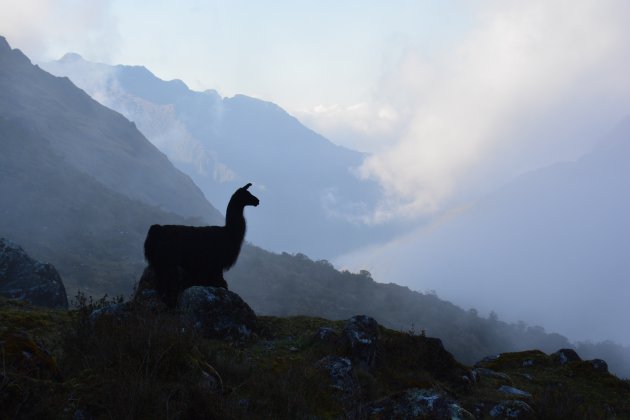 Lama in het Andes-gebergte