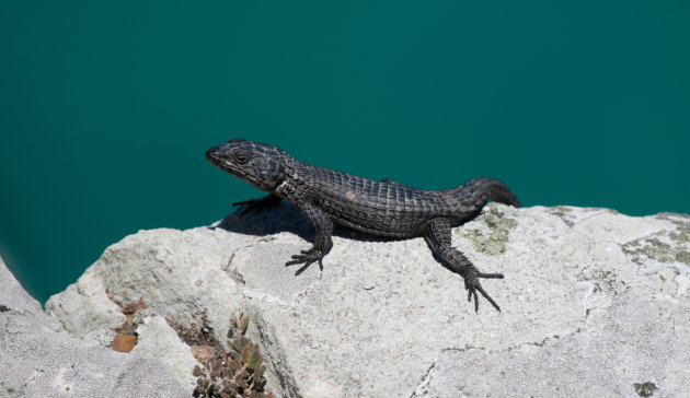 Black Girdled Lizard