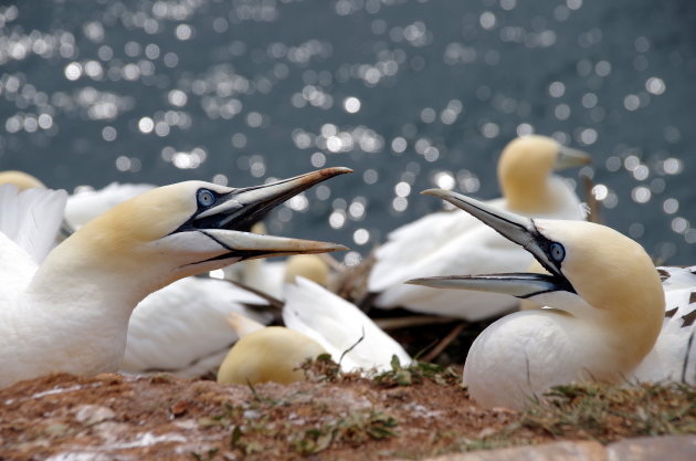 Bekvechten op de vogelrots