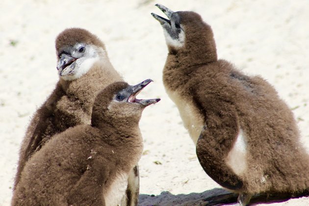 Pinguins kijken op Boulders Beach