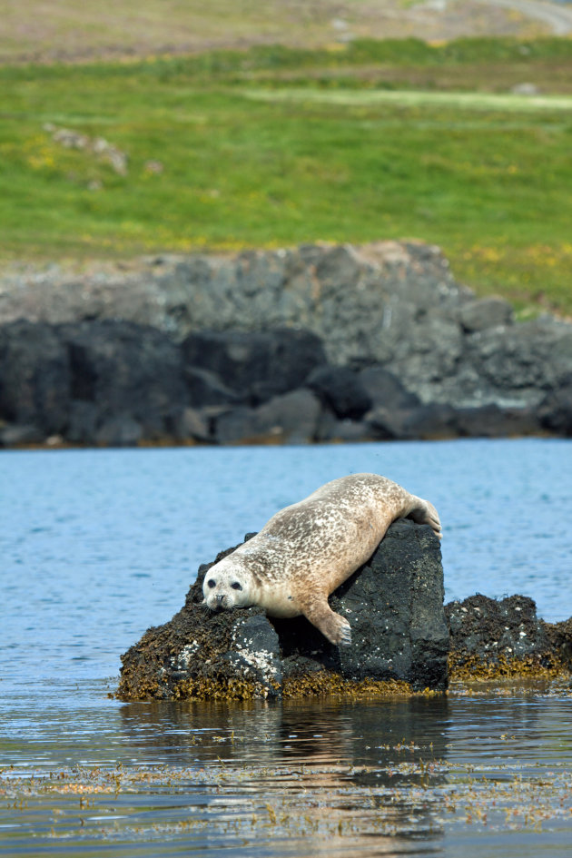 Zeehonden Snaefellsnes