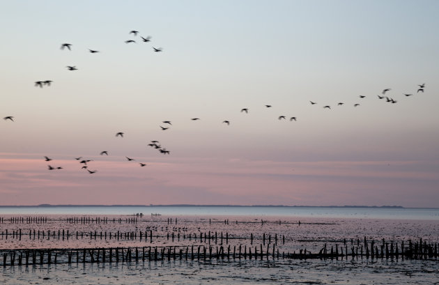 De Friese waddenkust