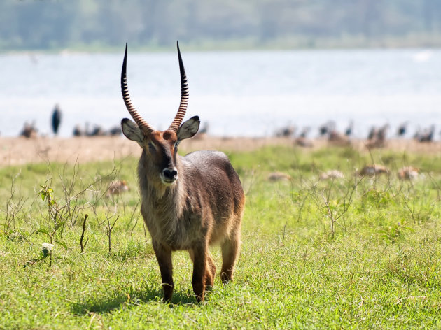 Oog in oog met een Waterbok