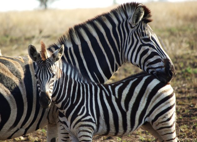 Zebra effection