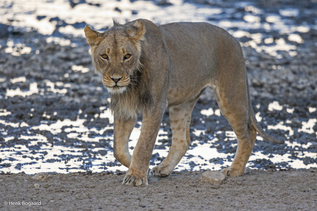 jonge man in Kgalagadi