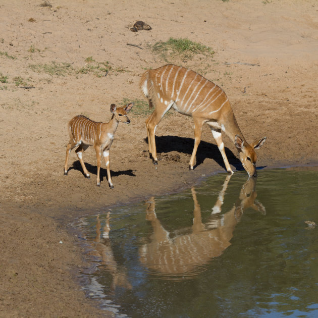 Nyala met jong