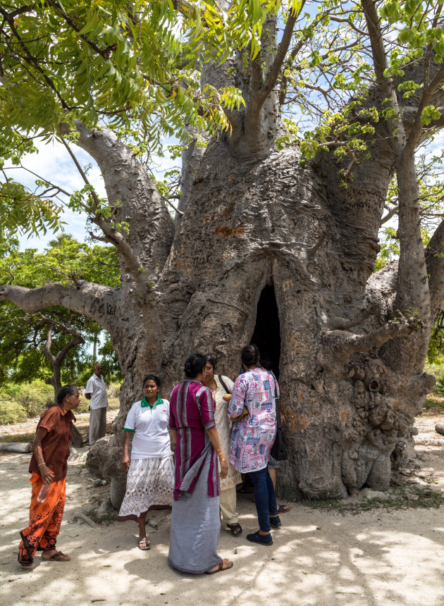 Baobab op het eiland Delft