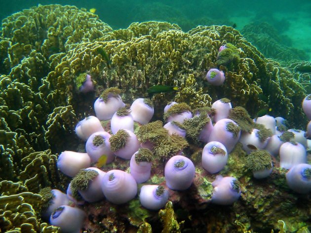 Koh Lipe onderwater