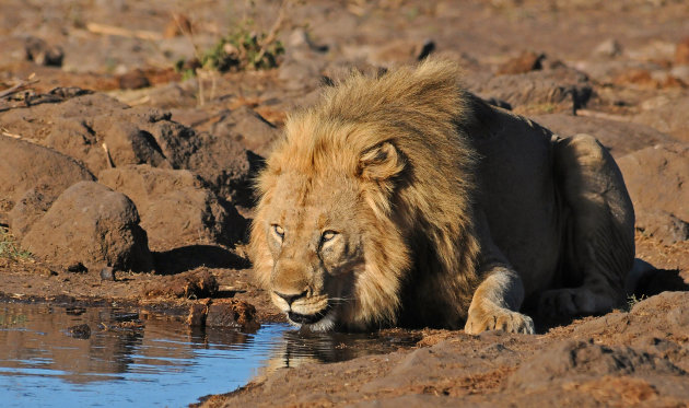 Dorst lessen!