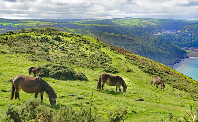 De vrijheid in Exmoor