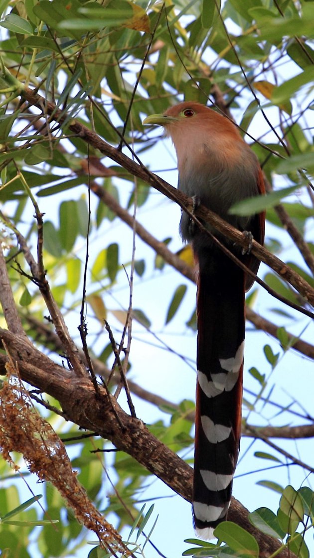 Het vogelrijk Costa Rica 5