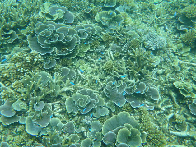 Snorkelen Perhentian Islands