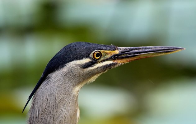 Kleine reiger