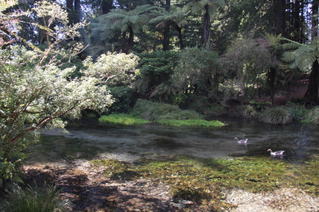 Hamurana Spring Reserve