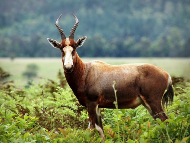 Blesbok in Mlilwane Wildlife Sanctuary