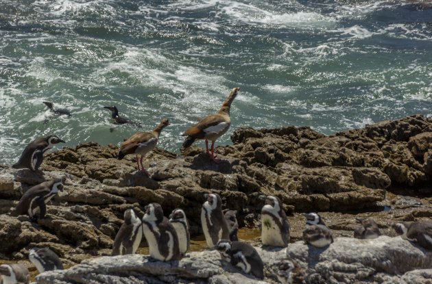 Vreemde vrienden, Betty's baai