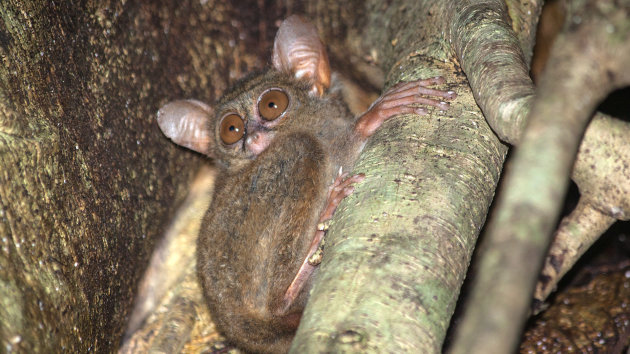 de Tarsius Tarsier