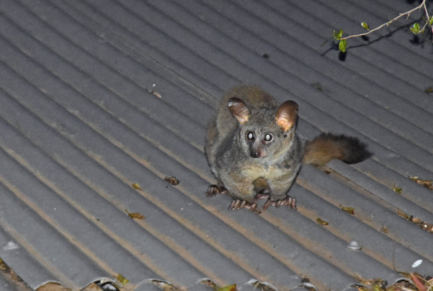 Thicktailed Bushbaby!