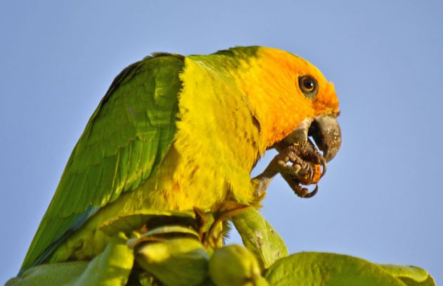 De geelvleugelamazonepapegaai op Bonaire