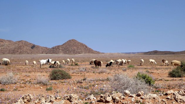 schapen en geiten kudde