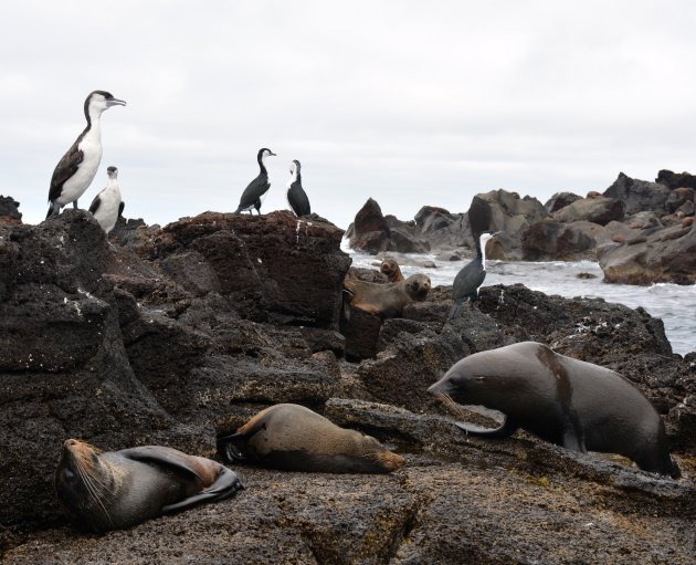 Seals by the Sea