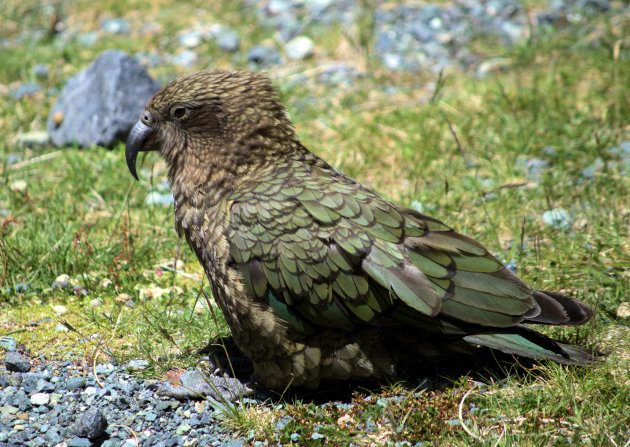 Kea