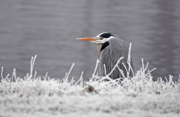 Reiger in de sneeuw