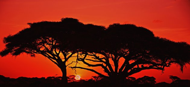 Vachellia tortilis